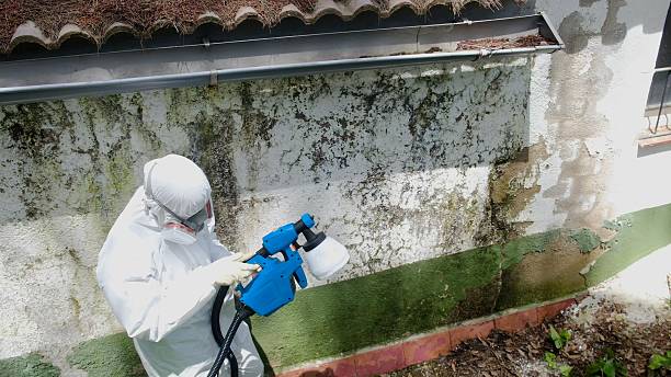 Top rated local Mold Remediation specialists in Odessa, FL